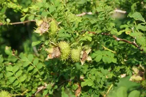 辰山植物园缫丝花挂幼果“VC之王”扎手却养人