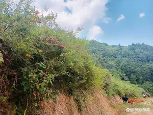 原来我们从小吃到的刺梨，居然有这么多功效