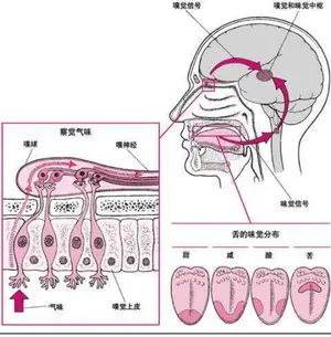 新冠二次感染开始了？出现以下6大症状，八成是中招了！