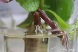 养花的时候加入这种药片，植物生长速度变快，根系生长健壮