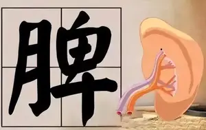 脾胃虚寒，一味中成药-香砂养胃丸，帮你化食消积，养好脾胃！