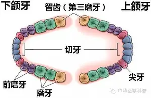 说说智齿的那些事儿