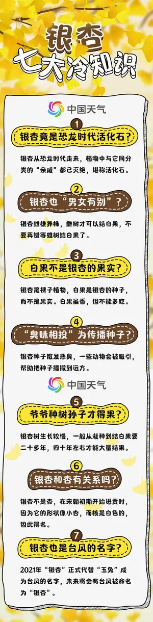 揭秘金黄银杏背后的天气密码 这7大冷知识你知道吗？