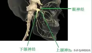 体表神经解剖：三叉神经详解