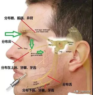 体表神经解剖：三叉神经详解