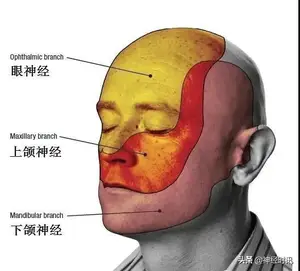 体表神经解剖：三叉神经详解