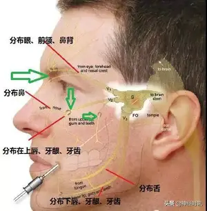 体表神经解剖：三叉神经详解