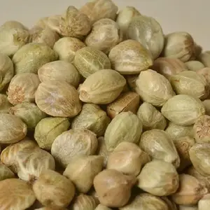 中药古今研究：火麻仁