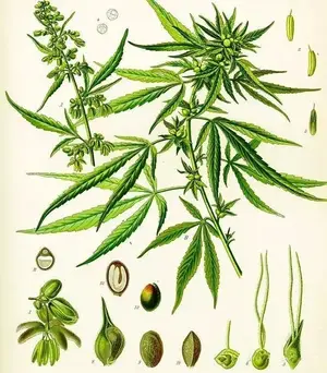中药古今研究：火麻仁
