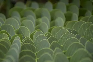 如何在家种植幸运符号七叶草:必看指南