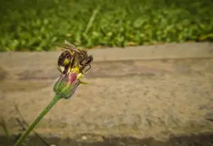 冬虫夏草的功效与作用(新鲜的冬虫夏草的功效与作用)