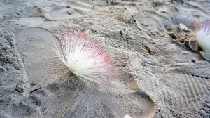 泥鳅的药用功效大揭秘:你知道吗