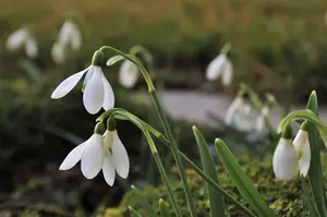 探秘神秘的冰山雪莲花:藏区壮美景观与自然珍宝相映成趣