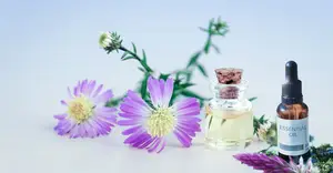 冰片也能保护肝脏？揭秘这个神奇的秘密！