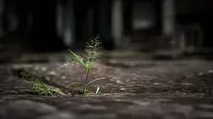 《玉米根，解密它的神奇力量》
