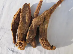 肉苁蓉的功效与作用(肉苁蓉的功效与作用的功能)