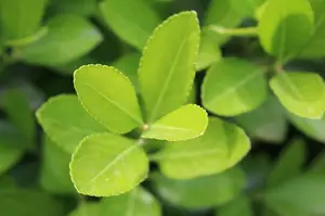 湿疹治疗指南:从根源上缓解湿疹困扰