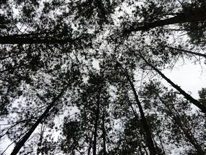 “盘点世界顶级紫杉树，谁的冠幅最壮观？”