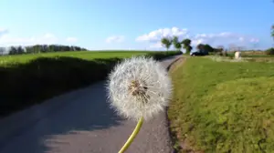黄精的功效与作用(黄芩的功效与作用)