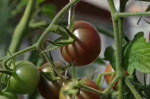野菊花功效大揭秘:食疗养生药用全了解