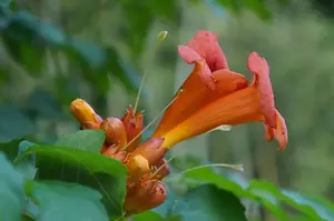 丰富凌霄花知识:探索其神奇的功效与作用