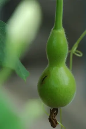 桑叶淡竹叶代茶饮，健康养生好选择！