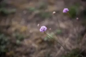 绝美玫瑰粉，让你成为最抢眼的焦点！