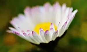 “清香四溢，菊花茶成为夏季消暑佳饮！”