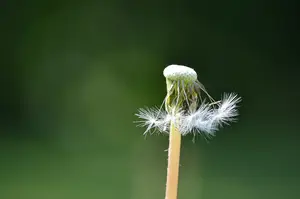 小心:这四类人慎喝蒲公英否则可能引发健康问题