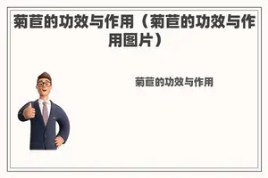 菊苣的功效与作用（菊苣的功效与作用图片）