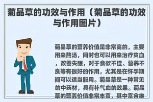 菊晶草的功效与作用（菊晶草的功效与作用图片）