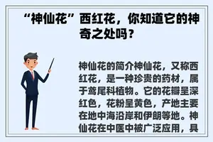 “神仙花”西红花，你知道它的神奇之处吗？