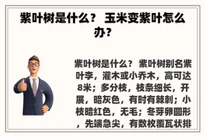 紫叶树是什么？ 玉米变紫叶怎么办？