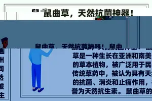 鼠曲草，天然抗菌神器！