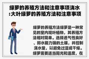 绿萝的养殖方法和注意事项浇水:大叶绿萝的养殖方法和注意事项