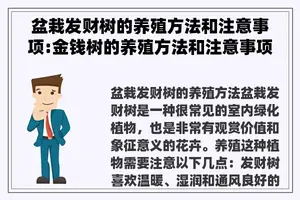 盆栽发财树的养殖方法和注意事项:金钱树的养殖方法和注意事项