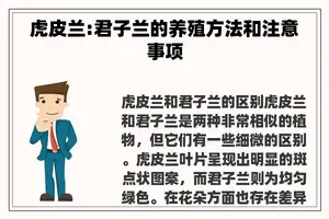 虎皮兰:君子兰的养殖方法和注意事项