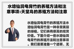 水培仙洞龟背竹的养殖方法和注意事项:天堂鸟的养殖方法和注意事项