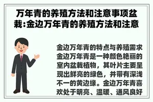 万年青的养殖方法和注意事项盆栽:金边万年青的养殖方法和注意事项