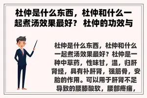 杜仲是什么东西，杜仲和什么一起煮汤效果最好？ 杜仲的功效与作用及食用方法