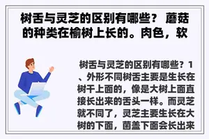 树舌与灵芝的区别有哪些？ 蘑菇的种类在榆树上长的。肉色，软软的，手感也像肉，外表不粘，有人吃过，不知道学名是什么？
