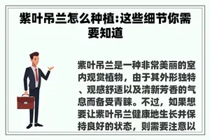 紫叶吊兰怎么种植:这些细节你需要知道