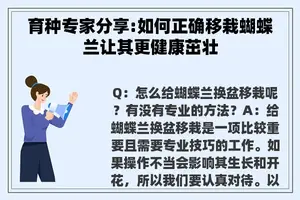 育种专家分享:如何正确移栽蝴蝶兰让其更健康茁壮