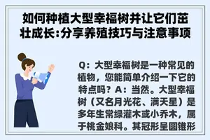 如何种植大型幸福树并让它们茁壮成长:分享养殖技巧与注意事项