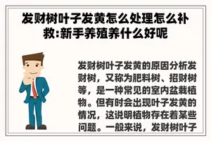 发财树叶子发黄怎么处理怎么补救:新手养殖养什么好呢