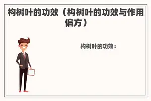 构树叶的功效（构树叶的功效与作用偏方）