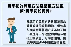 月季花的养殖方法及繁殖方法视频:月季花如何养?