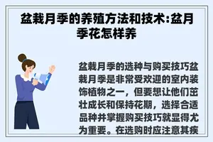 盆栽月季的养殖方法和技术:盆月季花怎样养
