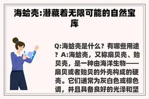 海蛤壳:潜藏着无限可能的自然宝库
