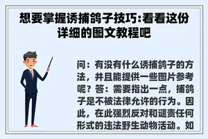 想要掌握诱捕鸽子技巧:看看这份详细的图文教程吧